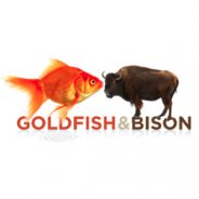 goldfish