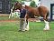 Medalist de aur model Breyer