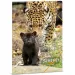 Ars Una: Serenity – Dosar A4 cu elastic cu motiv Jaguar