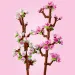 LEGO® Flori de cireș (40725)