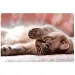 Spirit: Little Cat suport de carte pentru birou 60x40cm