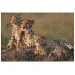 Animal Planet: Familia de ghepard 1000 bucăți puzzle
