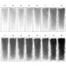 ICO: Progresso creioane grafit 8911/8B 12 bucăţi Koh-I-Noor