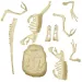 Science&amp;Play: Archeofun Velociraptor luminează set de arheolog - Clementoni